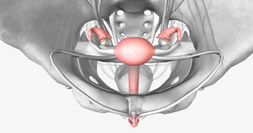 Female Pelvis