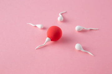 Ovulation Cycle