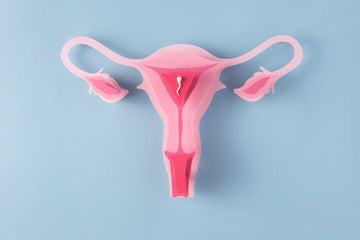 female reproductive system